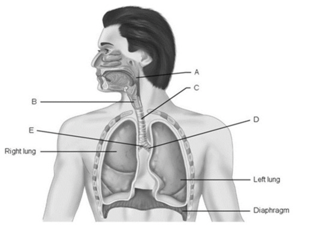 B
E
Right lung
FAMIVA
Left lung
Diaphragm