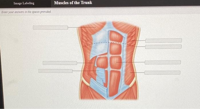 Image Labeling
Enter your answers in the spaces provided.
Muscles of the Trunk
1110
