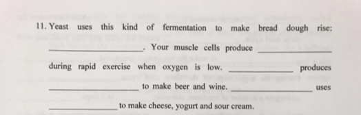 11. Yeast uses this kind of fermentation to make bread dough rise:
Your muscle cells produce
during rapid exercise when oxygen is low.
to make beer and wine.
to make cheese, yogurt and sour cream.
produces
uses
