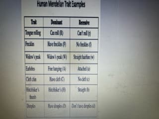 Human Mendelian Trait Examples
Ink
Tongue rolling
Freckles
Widow's peak
Earlhes
Cleftchin
Hitchhiker's
Demples
Dominant
Canroll(R)
Have f
Widow's peak (W)
Free hanging (A)
Have cl
Hitchhiker's
Recessive
Can't
Nofreckles()
Sight()
Atached (a)
Nocletic
Straight
Have dimples (D) Don't have dimples (d)