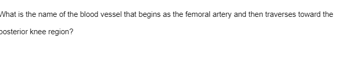 What is the name of the blood vessel that begins as the femoral artery and then traverses toward the
posterior knee region?