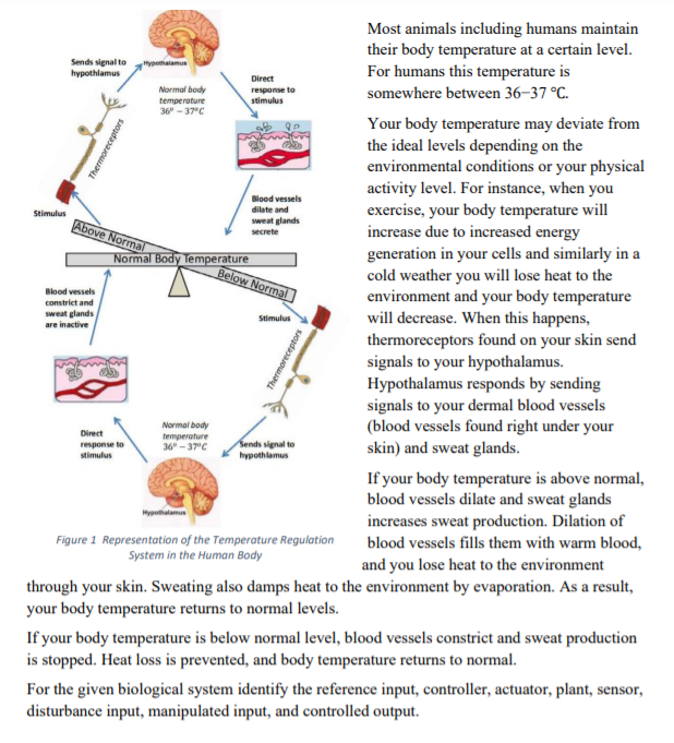 Most animals including humans maintain
their body temperature at a certain level.
For humans this temperature is
Sends signal to
hypothlamus
Hypomalamus
Direct
Normal body
somewhere between 36-37 °C.
response to
temperature
36° - 37°C
stimulus
Your body temperature may deviate from
the ideal levels depending on the
environmental conditions or your physical
activity level. For instance, when you
exercise, your body temperature will
increase due to increased energy
generation in your cells and similarly in a
cold weather you will lose heat to the
environment and your body temperature
will decrease. When this happens,
thermoreceptors found on your skin send
signals to your hypothalamus.
Hypothalamus responds by sending
signals to your dermal blood vessels
(blood vessels found right under your
skin) and sweat glands.
Blood vessels
dilate and
Stimulus
Above Normal
sweat glands
secrete
Normal Body Temperature
Below Normal
Blood vessels
constrict and
sweat glands
are inactive
Stimulus
Normal body
temperature
36" - 37"C
Direct
response to
stimulus
Sends signal to
hypothlamus
If your body temperature is above normal,
blood vessels dilate and sweat glands
increases sweat production. Dilation of
blood vessels fills them with warm blood,
pothatamus
Figure 1 Representation of the Temperature Regulation
System in the Human Body
and you lose heat to the environment
through your skin. Sweating also damps heat to the environment by evaporation. As a result,
your body temperature returns to normal levels.
If your body temperature is below normal level, blood vessels constrict and sweat production
is stopped. Heat loss is prevented, and body temperature returns to normal.
For the given biological system identify the reference input, controller, actuator, plant, sensor,
disturbance input, manipulated input, and controlled output.
Thermoreceptors
Thermoreceptors
