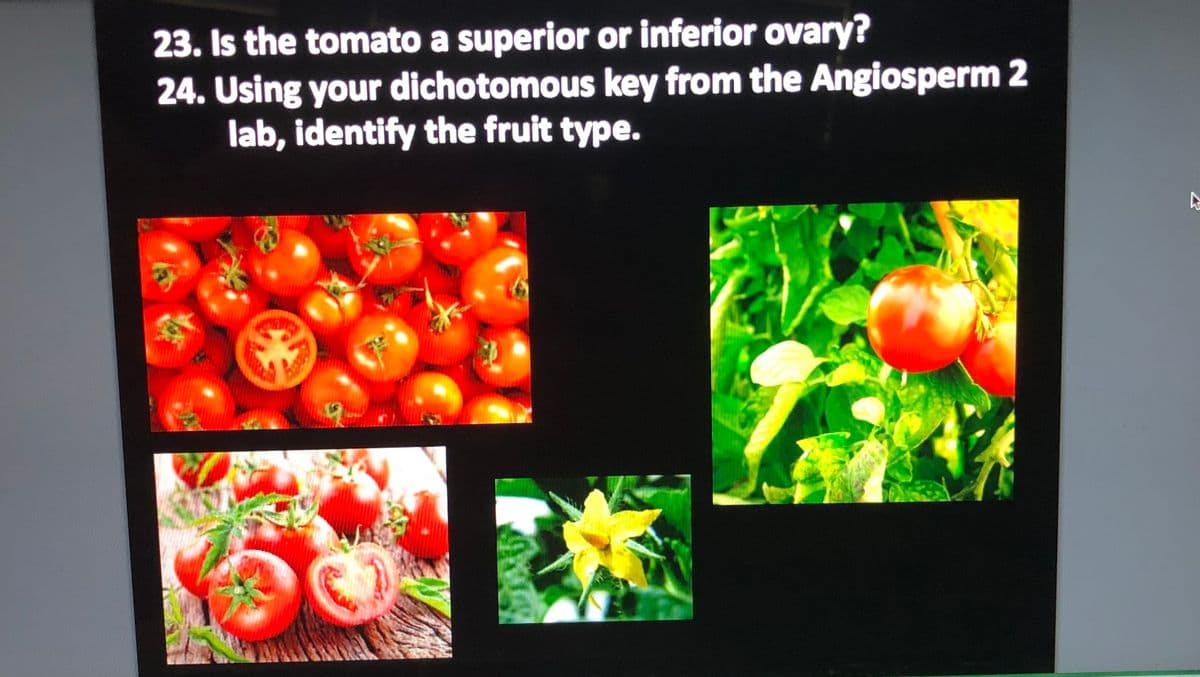 23. Is the tomato a superior or inferior ovary?
24. Using your dichotomous key from the Angiosperm 2
lab, identify the fruit type.
