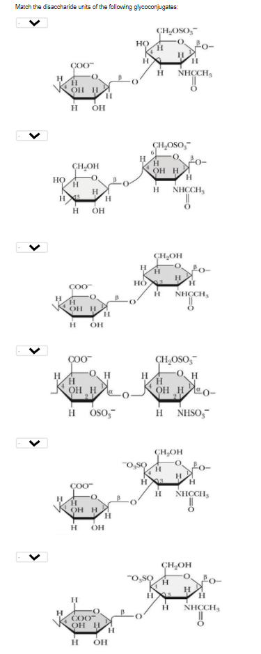 Match the disaccharide units of the following glycoconjugates:
ÇCH,OSO,
HỌ
H.
H.
COO
H
NHCH,
H
H.
OH H
H.
н он
CH,OSO,"
CH,OH
H.
OH H
но
NHCCH,
H
H
H
H
OH
ÇH,OH
H
H.
Но
ÇO0
NHCCH,
H
H.
OH H
OH
ÇOO-
CH,OSO,
H
H
H
H.
OH H
H
OH H
21
H oso,-
H NHSO,
CH,OH
ÇOO
NHCCH,
H.
OH H
H.
H
OH
CH,OH
"O,sO
H.
H
H
NHCCH,
H
COO
ОН Н
н он
>
