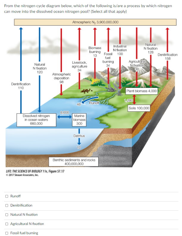 From the nitrogen cycle diagram below, which of the following is/are a process by which nitrogen
can move into the dissolved ocean nitrogen pool? (Select all that apply)
Atmospherio Ng 3,900,000,000
Biomass
burring
13
Industrial
N fixation
Natural
N fixation
128
Fossil 100
fuel
Denitrification
158
Agricultural
Nfixation
30
Livestock,
burning
34
Natural
N fixation
120
agriculture
34
Atmospheric
deposition
98
Dentrification
110
Plant biomass 4,000
Runof
1,200
48
Sols 100,000
8,000
Dissolved nitrogen
in ocean waters
660,000
Marine
biomass
300
Detritus
10
Benthic sediments and rocks
400,000,000
LIFE: THE SCIENCE OF BIOLOGY 11e, Figure 57.17
© 2017 Sinauer Associates, Inc.
O Runoff
Denitrification
O Natural N fixation
O Agricultural N fixation
O Fossil fuel burning

