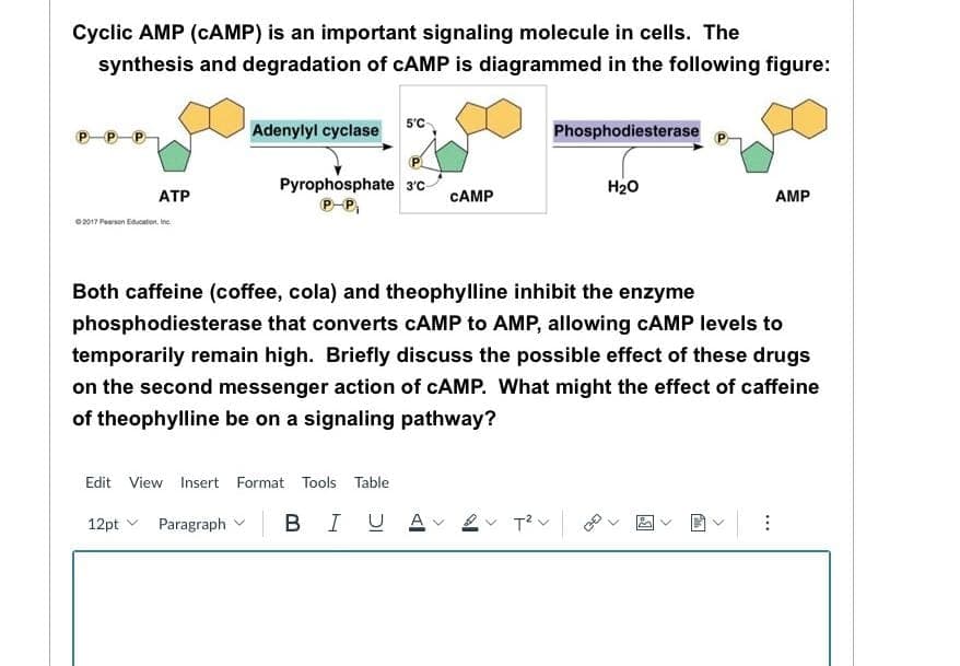 Cyclic AMP (CAMP) is an important signaling molecule in cells. The
synthesis and degradation of CAMP is diagrammed in the following figure:
ATP
©2017 Pearson Education, Inc.
12pt
Adenylyl cyclase
Edit View Insert Format Tools Table
Paragraph
Pyrophosphate 3'c-
P-P₁
5'C
BI
Both caffeine (coffee, cola) and theophylline inhibit the enzyme
phosphodiesterase that converts CAMP to AMP, allowing cAMP levels to
temporarily remain high. Briefly discuss the possible effect of these drugs
on the second messenger action of CAMP. What might the effect of caffeine
of theophylline be on a signaling pathway?
CAMP
UA
Phosphodiesterase
T²
H₂O
AMP
⠀