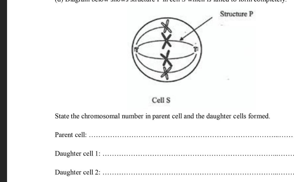 Structure P
Cell S
State the chromosomal number in parent cell and the daughter cells formed.
Parent cell:
Daughter cell 1:
Daughter cell 2:
