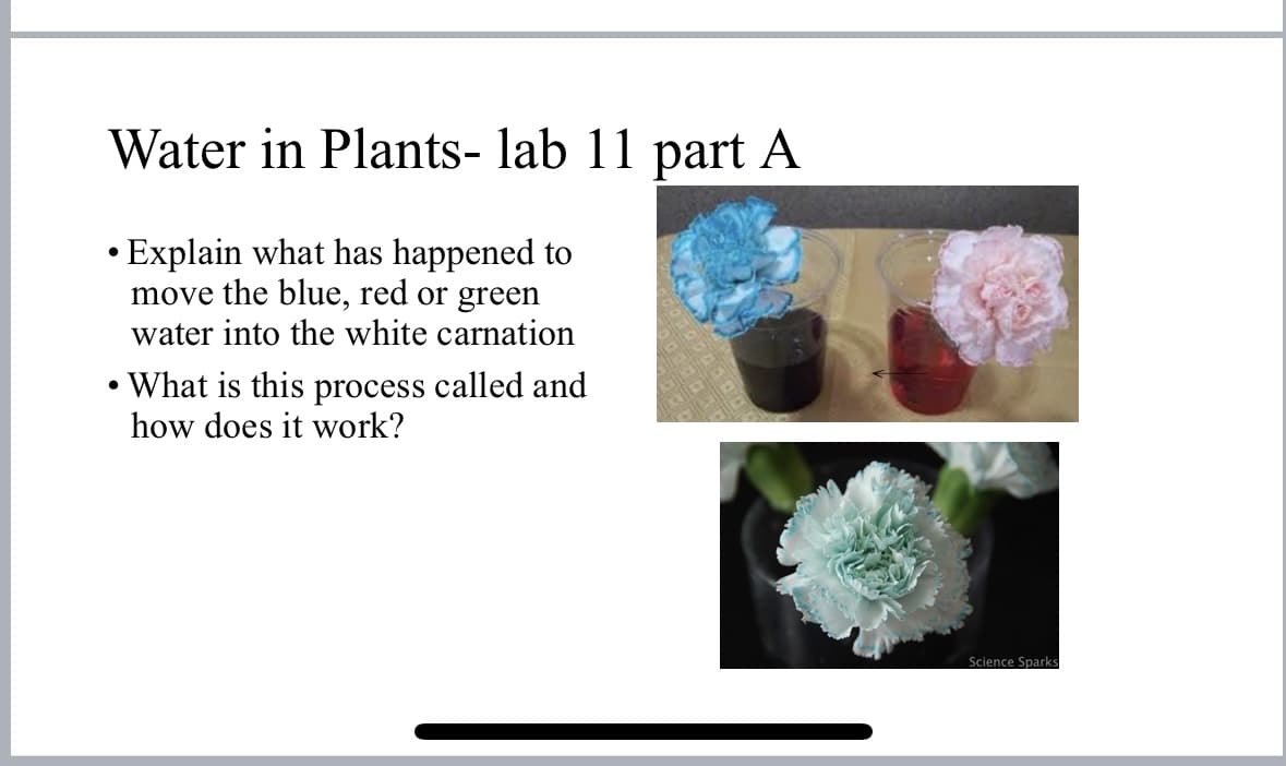 Water in Plants- lab 11 part A
• Explain what has happened to
move the blue, red or green
water into the white carnation
• What is this process called and
how does it work?
Science Sparks