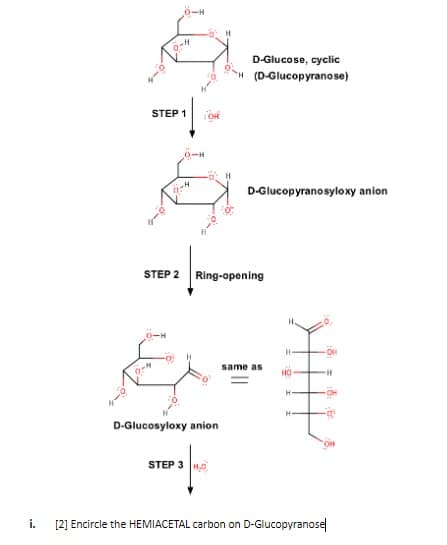 H
D-Glucose, cyclic
(D-Glucopyranose)
STEP 1
0-H
D-Glucopyranosyloxy anion
STEP 2 Ring-opening
same as
D-Glucosyloxy anion
STEP 3 |н
i.
[2] Encircle the HEMIACETAL carbon on D-Glucopyranose
