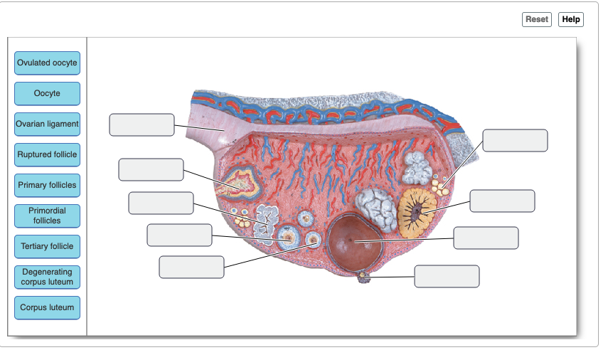 Ovulated oocyte
Oocyte
Ovarian ligament
Ruptured follicle
Primary follicles
Primordial
follicles
Tertiary follicle
Degenerating
corpus luteum
Corpus luteum
Reset
Help