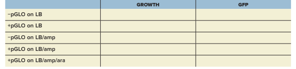 GFP
GROWTH
-PGLO on LB
+PGLO on LB
-PGLO on LB/amp
+PGLO on LB/amp
+PGLO on LB/amp/ara
