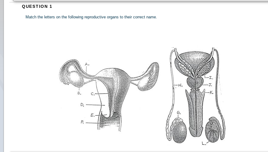 QUESTION 1
Match the letters on the following reproductive organs to their correct name.
LI.
H.
-J.
8.
C.-
-K.
D.
G.
E.-
F.
