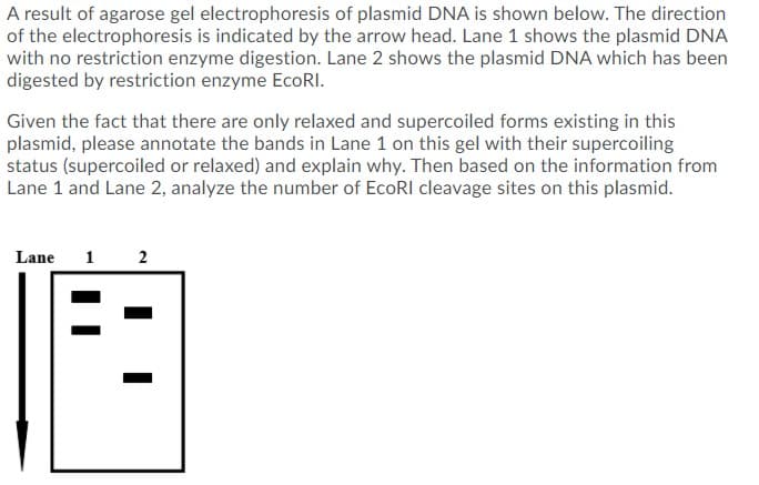 A result of agarose gel electrophoresis of plasmid DNA is shown below. The direction
of the electrophoresis is indicated by the arrow head. Lane 1 shows the plasmid DNA
with no restriction enzyme digestion. Lane 2 shows the plasmid DNA which has been
digested by restriction enzyme ECORI.
Given the fact that there are only relaxed and supercoiled forms existing in this
plasmid, please annotate the bands in Lane 1 on this gel with their supercoiling
status (supercoiled or relaxed) and explain why. Then based on the information from
Lane 1 and Lane 2, analyze the number of EcoRI cleavage sites on this plasmid.
Lane 1 2
