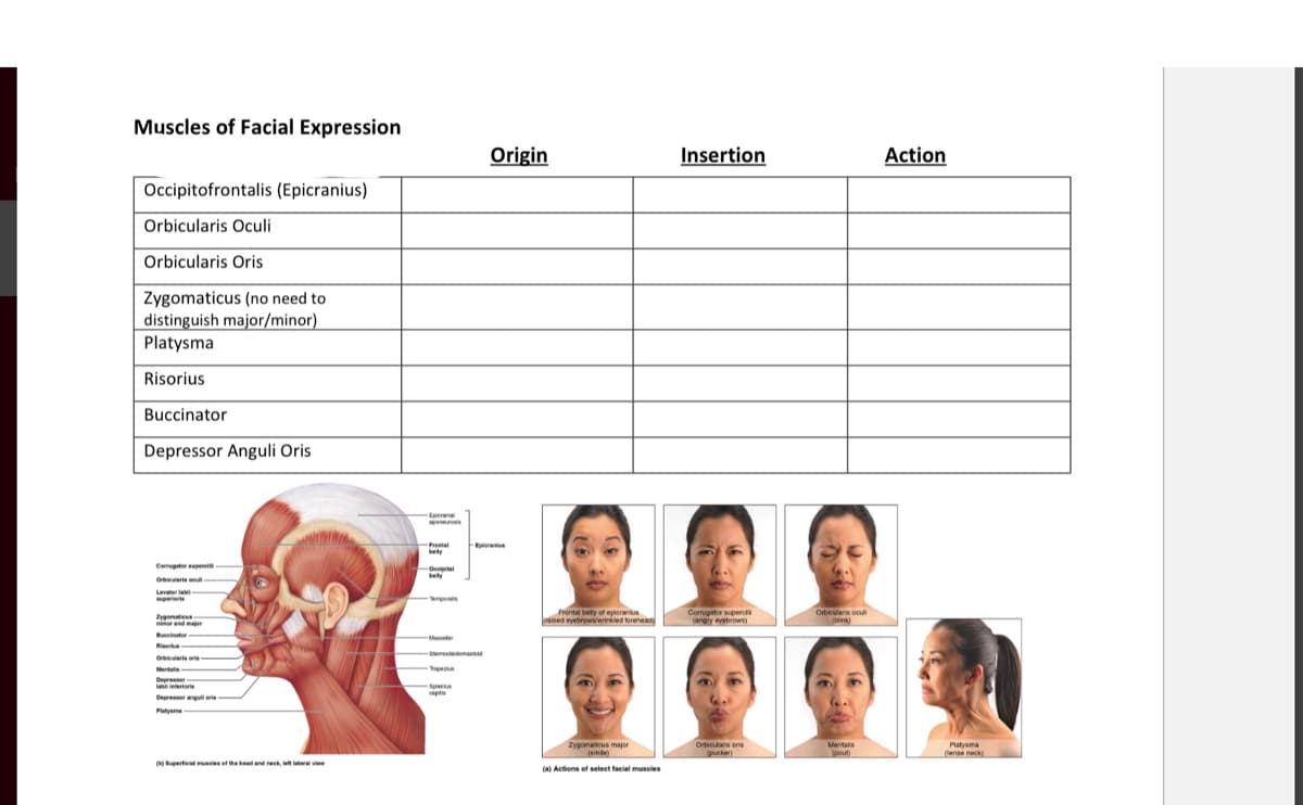 Muscles of Facial Expression
Origin
Insertion
Action
Occipitofrontalis (Epicranius)
Orbicularis Oculi
Orbicularis Oris
Zygomaticus (no need to
distinguish major/minor)
Platysma
Risorius
Buccinator
Depressor Anguli Oris
Eperanal
paneurosis
Raterantus
-Frental
bety
Comugator epeni-
-Oeiptal
bety
Oieris on
Levater la
perierte
pets
bely of
epioran
Prental epicranius
aised eyebrowiwrkes rehea
Comugator superc
Orbiculars oou
Zygenatieus
miner and mar
ows)
(angry eyebre
Bucinator
-
Massele
Rier
O ris oris-
Mentals
k
serecedomastd
Tacee
Depressor
li inertori
per
apt
Depressor anguli eris
Platyama
Zygomaticus major
(smle)
Orticulans ons
Mentals
(pout)
Platysma
tense neck)
pucker)
pertel es of thehead and neek, n teral vew
(a) Actions of select facial museles
