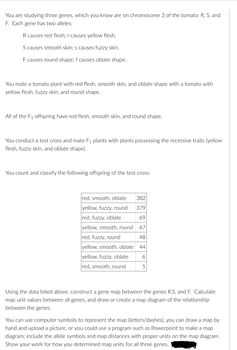 You are studying three genes, which you know are on chromosome 3 of the tomato: R, S, and
F. Each gene has two alleles:
R causes red flesh; r causes yellow flesh.
S causes smooth skin; s causes fuzzy skin.
F causes round shape; f causes oblate shape.
You mate a tomato plant with red flesh, smooth skin, and oblate shape with a tomato with
yellow flesh, fuzzy skin, and round shape.
All of the F₁ offspring have red flesh, smooth skin, and round shape.
You conduct a test cross and mate F₁ plants with plants possessing the recessive traits (yellow
flesh, fuzzy skin, and oblate shape).
You count and classify the following offspring of the test cross:
red, smooth, oblate 382
yellow, fuzzy, round.
379
red, fuzzy, oblate
69
yellow, smooth, round
67
red, fuzzy, round
48
44
6
5
yellow, smooth, oblate
yellow, fuzzy, oblate
red, smooth, round
Using the data listed above, construct a gene map between the genes R,S, and F. Calculate
map unit values between all genes, and draw or create a map diagram of the relationship
between the genes.
You can use computer symbols to represent the map (letters/dashes), you can draw a map by
hand and upload a picture, or you could use a program such as Powerpoint to make a map
diagram; include the allele symbols and map distances with proper units on the map diagram.
Show your work for how you determined map units for all three genes.