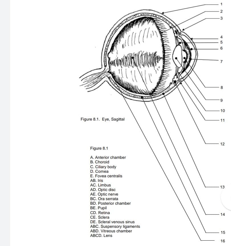 all/
C
All
Figure 8.1. Eye, Sagittal
Figure 8.1
A. Anterior chamber
B. Choroid
C. Ciliary body
D. Cornea
E. Fovea centralis
AB. Iris
AC. Limbus
AD. Optic disc
AE. Optic nerve
BC. Ora serrata
BD. Posterior chamber
BE. Pupil
CD. Retina
CE. Sclera
DE. Scleral venous sinus
ABC. Suspensory ligaments
ABD. Vitreous chamber
ABCD. Lens
SONA
456
80
9
10
11
12
13
14
15
16