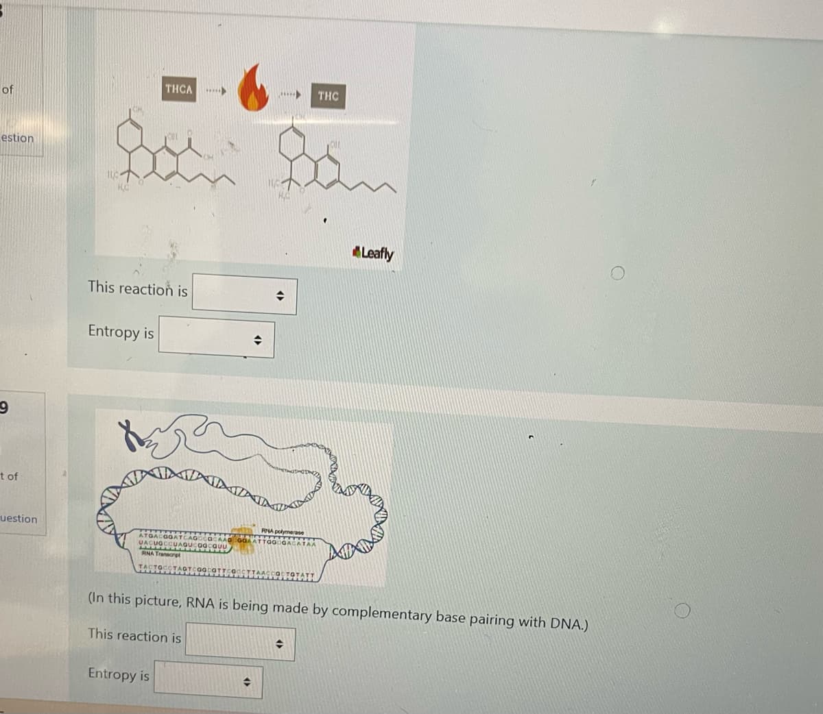 of
estion
9
t of
uestion
THCA
▶
Sou
100-
HC
This reaction is
Entropy is
THC
San
Leafly
ATA
RNA polymerase
SSSSSSSSSS
ATTOGOGACATAA
ATGACGGATCAGCCOCAAG
UACUOCCUAGUC
RNA Transcript
TACTOCCTAGTCGGCOTTCOOCTTAACCOCTOTATIT
(In this picture, RNA is being made by complementary base pairing with DNA.)
This reaction is
→
Entropy is
◆