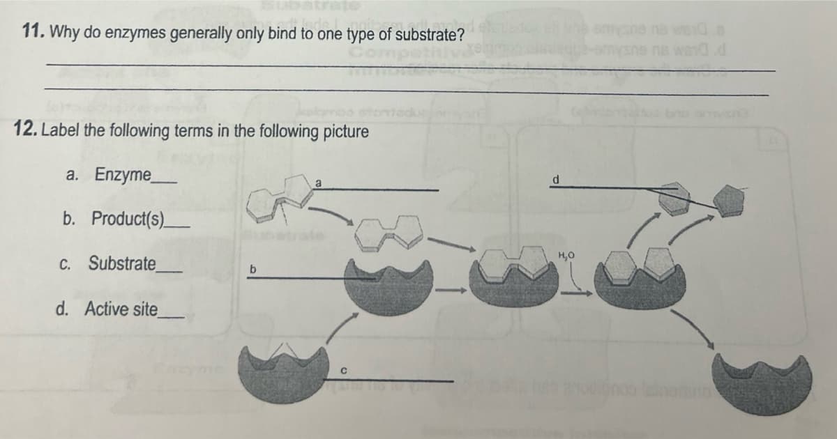 ubstrate
11. Why do enzymes generally only bind to one type of substrate?
na ws 0.6
12. Label the following terms in the following picture
a. Enzyme_
b. Product(s)
c. Substrate
d. Active site_
b
C
d
H₂O