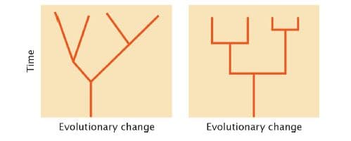 Evolutionary change
Evolutionary change
Time
