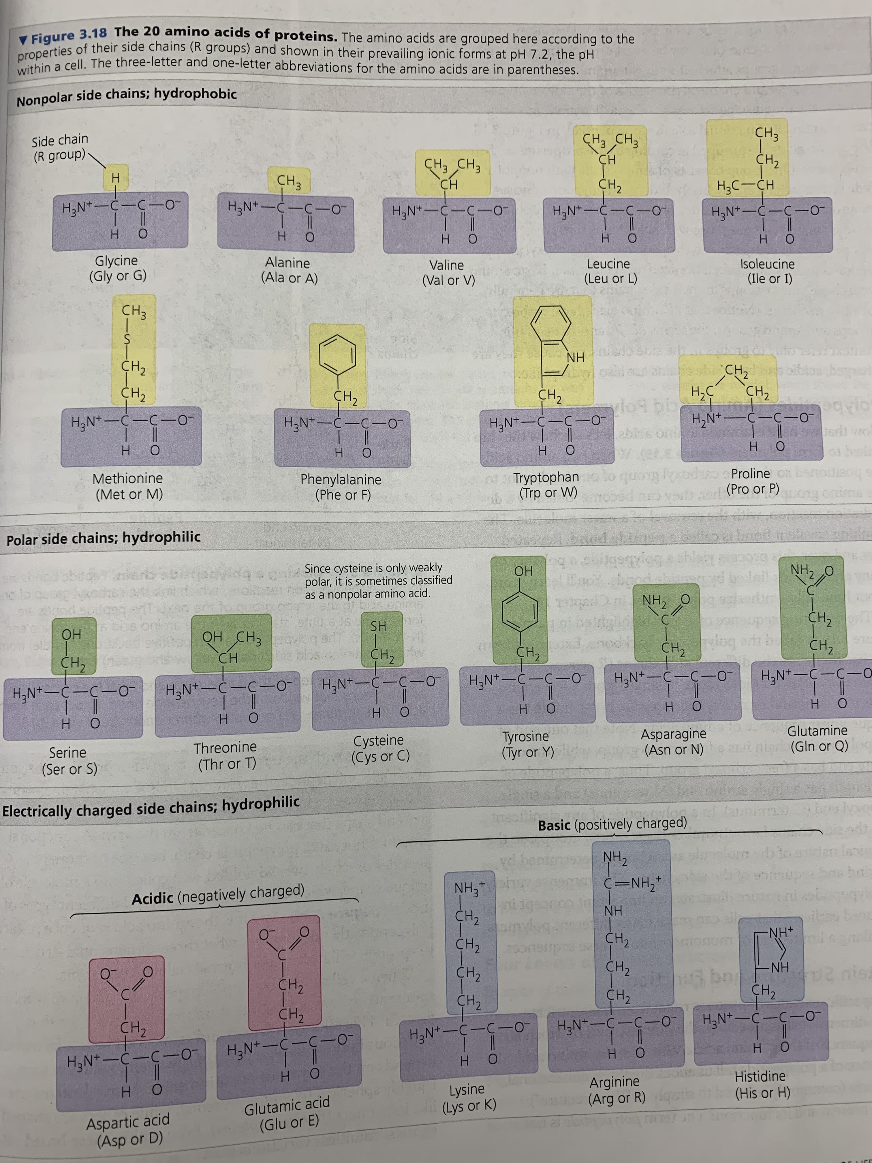 rigure 3.18 The 20 amino acids of proteins. The amino acids are grouped here according to the
properties of their side chains (R groups) and shown in their prevailing ionic forms at pH 7.2, the pH
cell, The three-letter and one-letter abbreviations for the amino acids are in parentheses.
Nonpolar side chains; hydrophobic
Side chain
(R group)·
CH CHз
CH3
CHз снз
Сн
CH2
H.
сн,
CH
CH2
Нс — сн
H3N*-C-C-O-
H,N*-C-C-O
Н.N*—С —С -о-
H,N*-C-C-O
НaN* - С —С-о-
H.
H.
O.
Н
H.
H O
Glycine
(Gly or G)
Alanine
Valine
Leucine
Isoleucine
(Ala or A)
(Val or V)
(Leu or L)
(Ile or I)
NH
CH2
CH2
Fash CH2
begrl
Cн,
Cн>
H,C
сн,
H,N*-C-C-0-
H,N* -C-C-0
Н,N* - С — С —О-
H,N*-C-C-0
|| 6rit wo
H.
Н
но
sipordy onh
hoy d (Pro or P)
Methionine
Phenylalanine
(Phe or F)
d 3 Tryptophan o lo quong loodiso Proline oa
(Met or M)
b (Trp or W)
orima
brod
baod
obitgeryieg s ahla s
చరాయ
NH, O
Polar side chains; hydrophilic
NH2
Since cysteine is only weakly
polar, it is sometimes classified
as a nonpolar amino acid.
Он
CH2
SH
ОН
QH CH3 vcq a
CH sis
Cн
CH2
Cн,
CH2
CH2
НN*- С -С —о-
НaN*- С —с-о-
H,N*-C-C-0
Н.N* - C -с-о-
|||
H O
H,N* -C-C-O-
H;N*-C-C-O-
H O
H.
H O
H O
Glutamine
Cysteine
(Cys or C)
Tyrosine
(Tyr or Y)
Asparagine
(Asn or N)
Serine
Threonine
in (Gln or Q)
(Ser or S)
(Thr or T)
Electrically charged side chains; hydrophilic
nsoilin
Basic (positively charged)
wions
faunimi
NH2
C=NH,*
NH,
CH2
Acidic (negatively charged)
NH
NH+
CH2
Cн>
CH2
Cн
NH
CH2
ÇH2
CH2
Cн2
CH2
НEN*-C -C -о-
CH2
Н.N*-С —с-о-
H,N*-C-C-0-
H3N*-C-C-0-
|3|
H O
H,N*-C-C-O-
но
H.
Histidine
Lysine
(Lys or K)
Arginine
(Arg or R)
H O
(His or H)
Aspartic acid
(Asp or D)
Glutamic acid
(Glu or E)
3.
