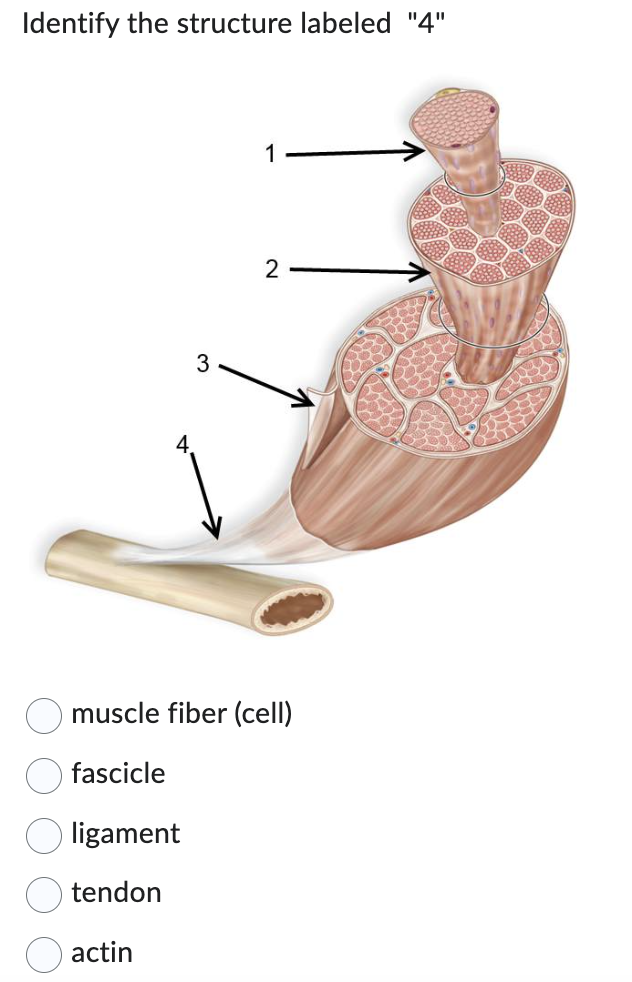 Identify the structure labeled "4"
3
1
2
muscle fiber (cell)
fascicle
ligament
tendon
actin