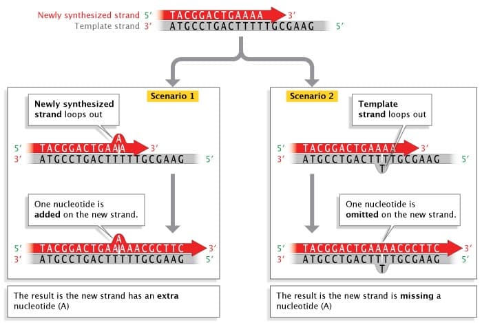 Newly synthesized strand 5'
Template strand 3'
TACGGACTGAAAA
ATGCCTGACTIIIIGCGAAG
3'
5'
Scenario 1
Scenario 2
Newly synthesized
strand loops out
Template
strand loops out
TACGGACTGAAJA
TACGGACTGAAAA
5'
5'
3'
3'
ATGCCTGACTITIGCGAAG
5'
3'
ATGCCTGACTTTIGCGAAG
5'
One nucleotide is
One nucleotide is
added on the new strand.
omitted on the new strand.
TACGGACTGA AA A ACGCTTC
ATGCCTGACT IGCGAAG
TACGGACTGAAAACGCTTC
5'
3'
5'
3'
5'
3'
ATGCCTGACTITIGCGAAG
5'
3'
The result is the new strand has an extra
nucleotide (A)
The result is the new strand is missing a
nucleotide (A)
