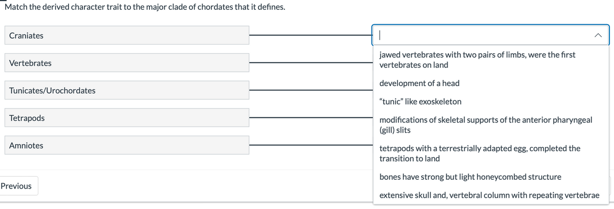 Match the derived character trait to the major clade of chordates that it defines.
Craniates
Vertebrates
Tunicates/Urochordates
Tetrapods
Amniotes
Previous
jawed vertebrates with two pairs of limbs, were the first
vertebrates on land
development of a head
"tunic" like exoskeleton
modifications of skeletal supports of the anterior pharyngeal
(gill) slits
tetrapods with a terrestrially adapted egg, completed the
transition to land
bones have strong but light honeycombed structure
extensive skull and, vertebral column with repeating vertebrae