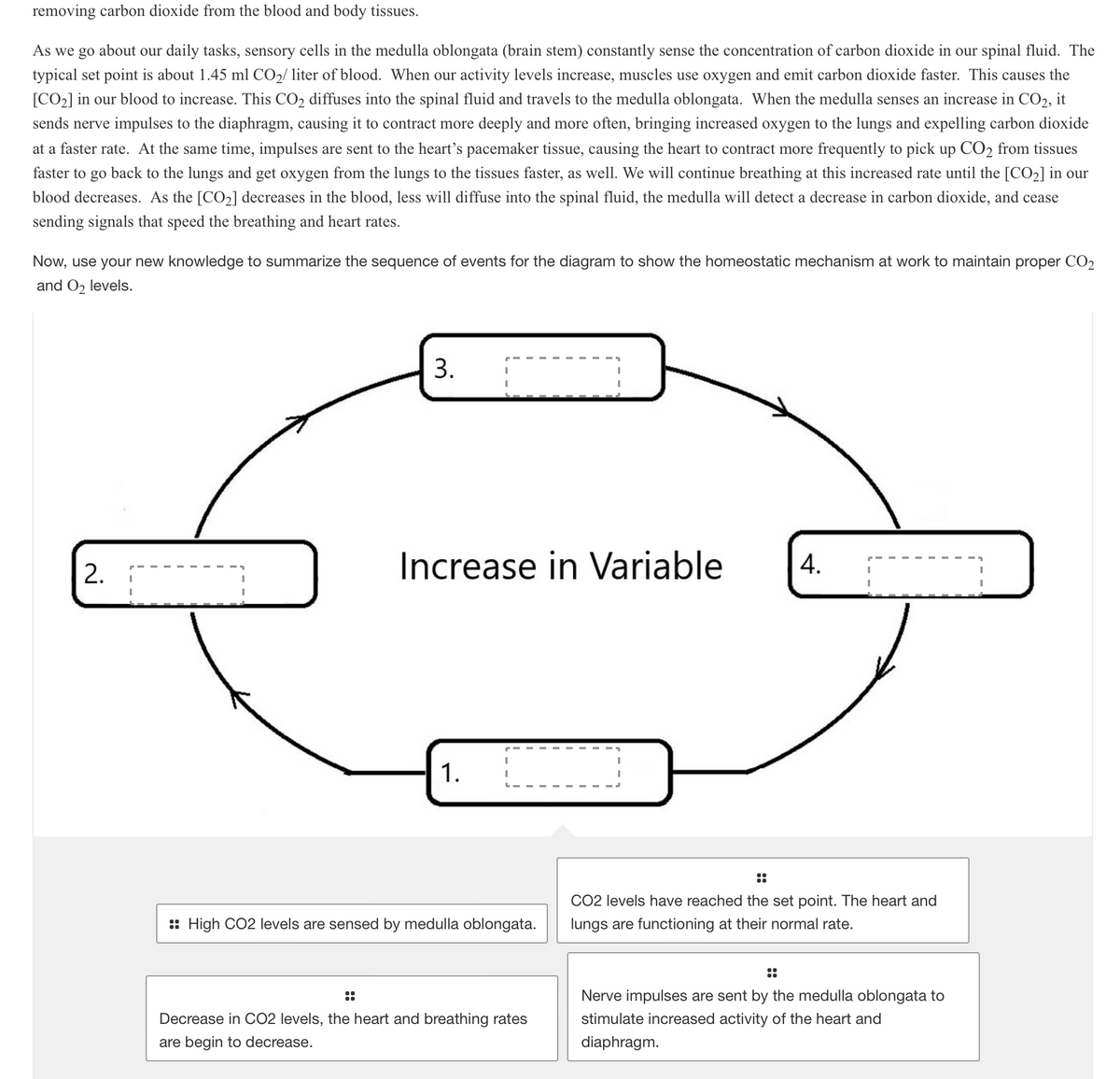 removing carbon dioxide from the blood and body tissues.
As we go about our daily tasks, sensory cells in the medulla oblongata (brain stem) constantly sense the concentration of carbon dioxide in our spinal fluid. The
typical set point is about 1.45 ml CO₂/ liter of blood. When our activity levels increase, muscles use oxygen and emit carbon dioxide faster. This causes the
[CO₂] in our blood to increase. This CO₂ diffuses into the spinal fluid and travels to the medulla oblongata. When the medulla senses an increase in CO2, it
sends nerve impulses to the diaphragm, causing it to contract more deeply and more often, bringing increased oxygen to the lungs and expelling carbon dioxide
at a faster rate. At the same time, impulses are sent to the heart's pacemaker tissue, causing the heart to contract more frequently to pick up CO2 from tissues
faster to go back to the lungs and get oxygen from the lungs to the tissues faster, as well. We will continue breathing at this increased rate until the [CO₂] in our
blood decreases. As the [CO₂] decreases in the blood, less will diffuse into the spinal fluid, the medulla will detect a decrease in carbon dioxide, and cease
sending signals that speed the breathing and heart rates.
Now, use your new knowledge to summarize the sequence of events for the diagram to show the homeostatic mechanism at work to maintain proper CO₂
and O₂ levels.
2.
3.
Increase in Variable
1.
I
I
:: High CO2 levels are sensed by medulla oblongata.
Decrease in CO2 levels, the heart and breathing rates
are begin to decrease.
4.
CO2 levels have reached the set point. The heart and
lungs are functioning at their normal rate.
::
Nerve impulses are sent by the medulla oblongata to
stimulate increased activity of the heart and
diaphragm.