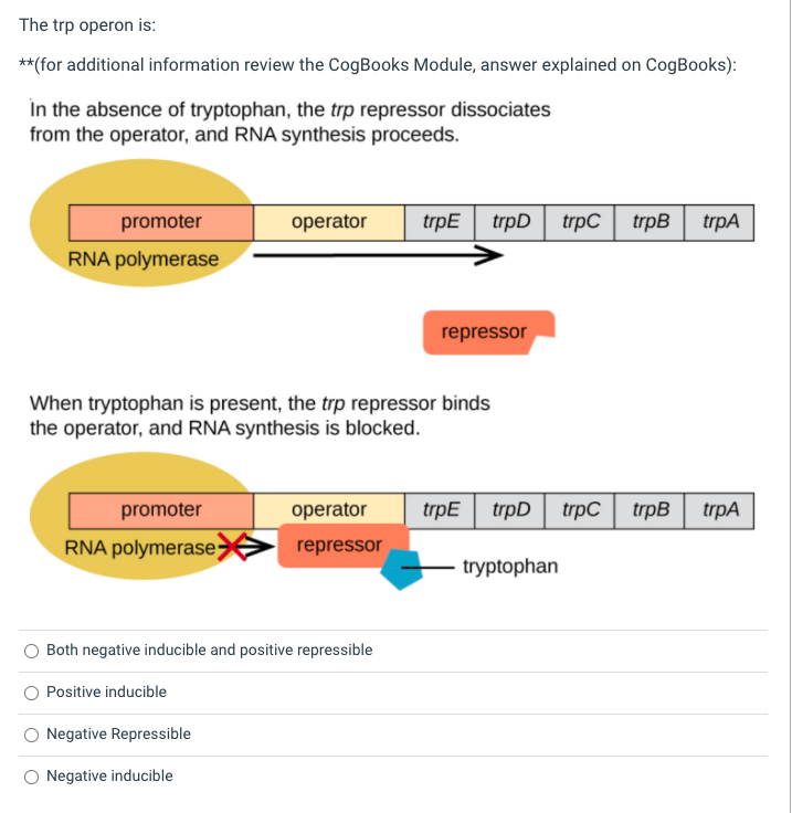 The trp operon is:
**(for additional information review the CogBooks Module, answer explained on CogBooks):
In the absence of tryptophan, the trp repressor dissociates
from the operator, and RNA synthesis proceeds.
promoter
operator
trpE| trpD trpC
trpB
trpA
RNA polymerase
repressor
When tryptophan is present, the trp repressor binds
the operator, and RNA synthesis is blocked.
promoter
operator
trpE trpD trpC
trpB
trpA
RNA polymerase;
repressor
tryptophan
Both negative inducible and positive repressible
Positive inducible
Negative Repressible
O Negative inducible
