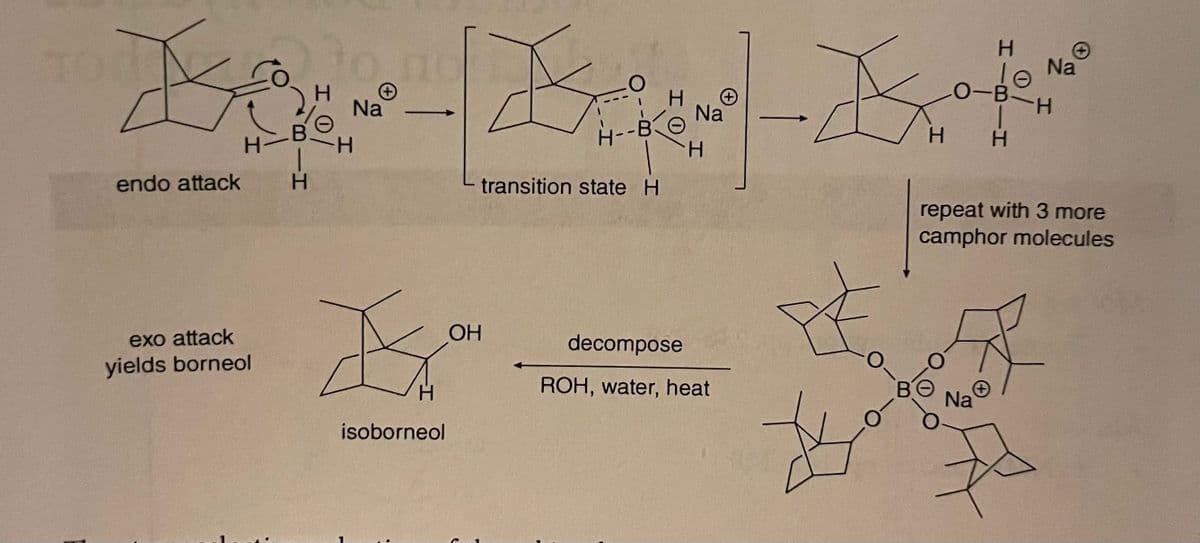 B
endo attack
H-
exo attack
yields borneol
-H
H
Na
H
-
H
isoborneol
OH
A
O
H--B
transition state H
H
Na
H
decompose
ROH, water, heat
K
H
☆
B
H
O-B
Na
H
✪
Na
H
repeat with 3 more
camphor molecules