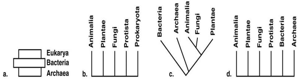 Eukarya
Bacteria
Archaea
C.
b.
Animalia
Plantae
Fungi
Protista
Prokaryota
Bacteria
Archaea
Animalia
Fungi
Plantae
Animalia
Plantae
Fungi
Protista
Bacteria
Archaea
