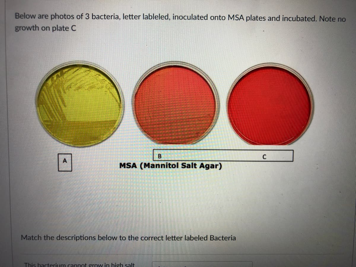 Below are photos of 3 bacteria, letter lableled, inoculated onto MSA plates and incubated. Note no
growth on plate C
MSA (Mannitol Salt Agar)
Match the descriptions below to the correct letter labeled Bacteria
This bacterium cannot grow in high salt
