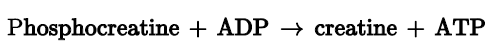 Phosphocreatine + ADP creatine + ATP
