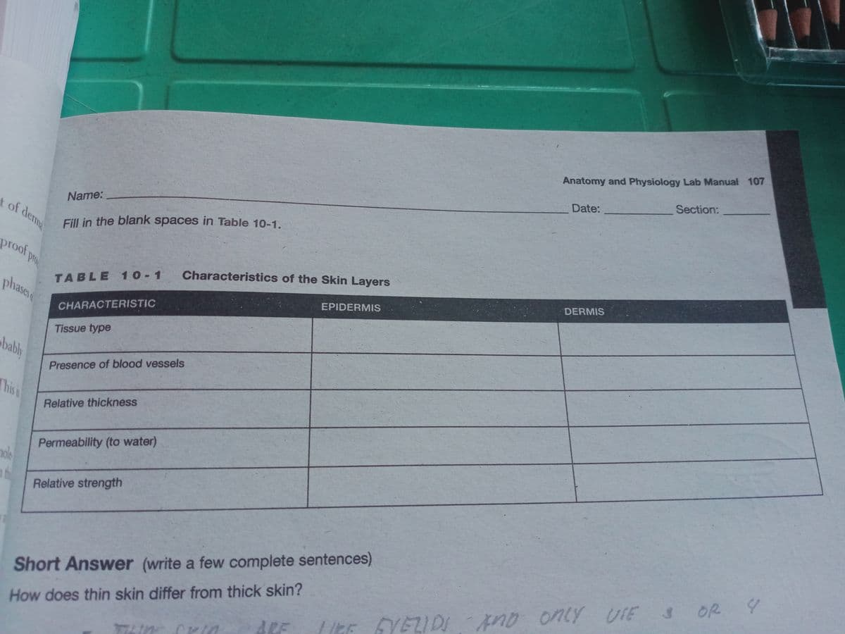 Anatomy and Physiology Lab Manual 107
Section:
Date:
Name:
t of dema
Fill in the blank spaces in Table 10-1.
proof pr
Characteristics of the Skin Layers
TABLE 10-1
DERMIS
phase
EPIDERMIS
CHARACTERISTIC
Tissue type
bablh
Presence of blood vessels
This i
Relative thickness
Permeability (to water)
nols
Relative strength
Short Answer (write a few complete sentences)
OR
How does thin skin differ from thick skin?
ARE
3
UTE
LitE YELID Ano onlY
VELIDI
LIKE
