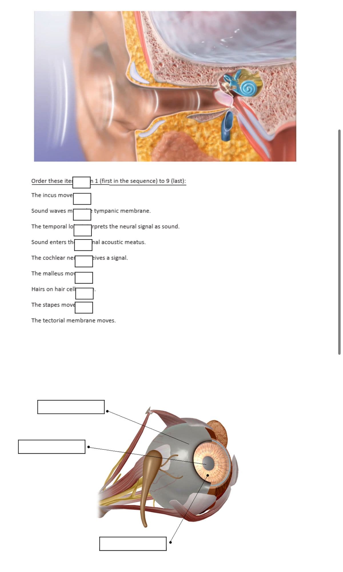 Order these ite
The incus move
Sound waves m
The temporal lo
Sound enters th
The cochlear ner
The malleus mo
Hairs on hair cell
The stapes move
h 1 (first in the sequence) to 9 (last):
tympanic membrane.
rprets the neural signal as sound.
hal acoustic meatus.
eives a signal.
The tectorial membrane moves.