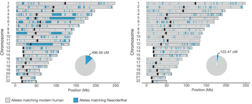 Chromosome
123456789!
10
11
12
13
14
15
16
496.56 CM
Chromosome
122.47 CM
16
17
17
18
18
19
19
20
21
22
222
20
21
22
50
100
150
Position (Mb)
200
250
0
50
100
150
200
250
Position (Mb)
Alleles matching modern human
Alleles matching Neanderthal