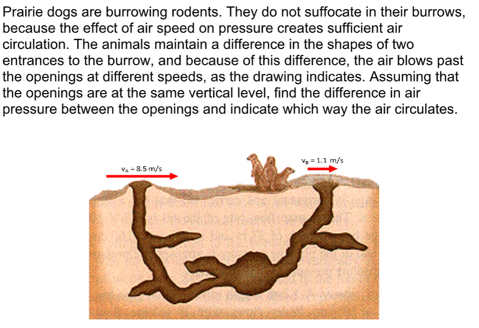 Prairie dogs are burrowing rodents. They do not suffocate in their burrows,
because the effect of air speed on pressure creates sufficient air
circulation. The animals maintain a difference in the shapes of two
entrances to the burrow, and because of this difference, the air blows past
the openings at different speeds, as the drawing indicates. Assuming that
the openings are at the same vertical level, find the difference in air
pressure between the openings and indicate which way the air circulates.
Vg = 1.1 m/s
VA = 8.5 m/s
