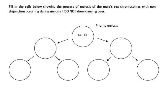 Fill in the cells below showing the process of meiosis of the male's sex chromosomes with non-
disjunction occurring during meiosis I. DO NOT show crossing over.
Prior to meiosis
44 +XY
