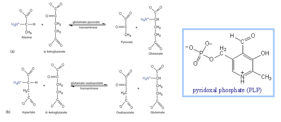 H₂N-C-H +
CH3
Alanine
(a)
(b)
H₂N-C-H
H₂C
Aspartate
0=C
CH₂
CH₂
a-ketoglutarate
+ CH₂
CH₂
a-ketoglutarate
glutamate-pyruvate
transaminase
glutamate-oxaloacetate
transaminase
:C
CH3
Pyruvate
H₂C
Oxaloacetate
H₂N-CH
CH₂
CH₂
Glutamate
H₂N-CH
CH₂
CH₂
Glutamate
H
0
wwww
H₂
pyridoxal phosphate (PLP)
_OH
CH3