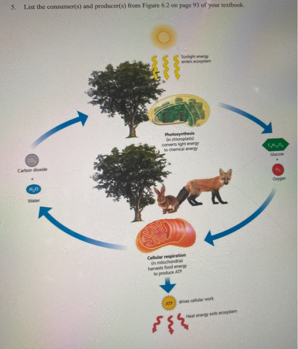 5. List the consumer(s) and producer(s) from Figure 6.2 on page 93 of your textbook.
CO₂
Carbon dioxide
H₂O
Water
S4
Sunlight energy
enters ecosystem
Photosynthesis
in chloroplasts)
converts light energy
to chemical energy
Cellular respiration
(in mitochondria)
harvests food energy
to produce ATP
ATP drives cellular work
Heat energy exits ecosystem
${2
C₂H₁₂0
Glucose
0₂
Oxygen