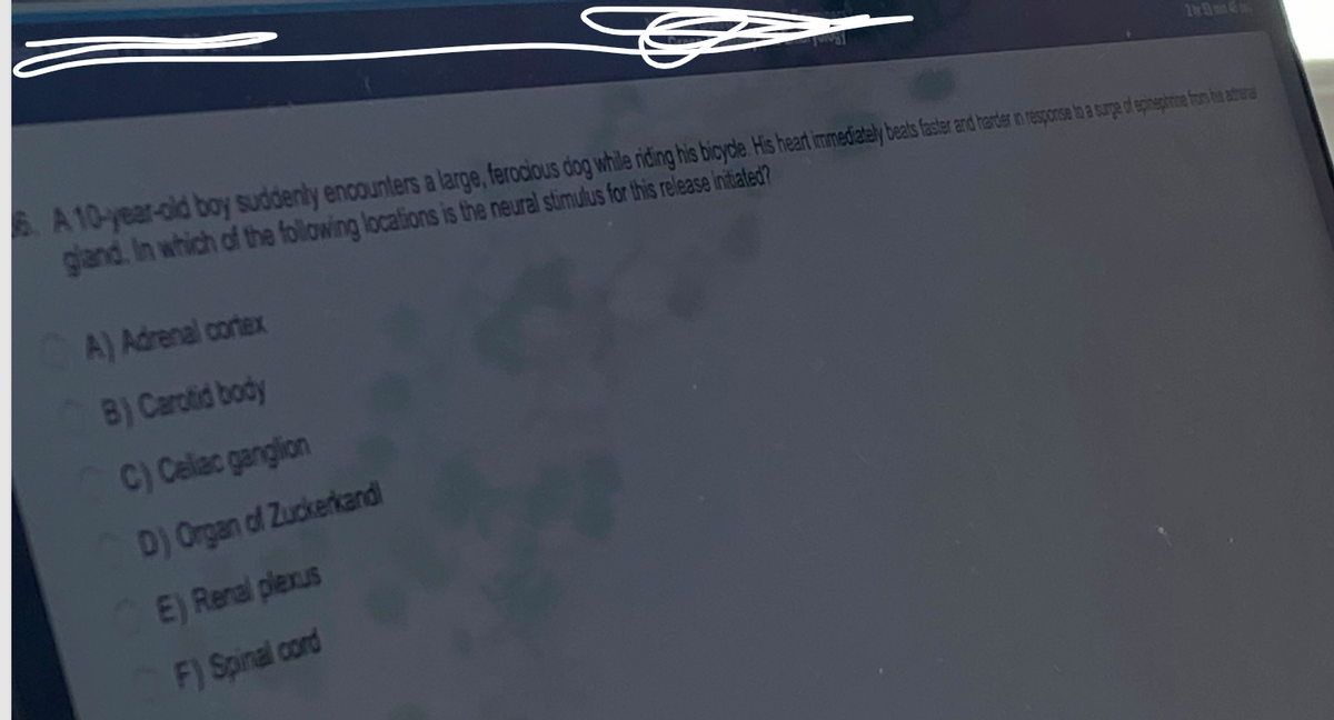 guings
6. A 10-year-old boy suddenly encounters a large, ferocious dog while riding his bicyde. His heart immediately beats faster and harder in response to a surge of epinephrine from the attra
gland. In which of the following locations is the neural stimulus for this release initiated?
A) Adrenal cortex
B) Carotid body
C) Celiac ganglion
D) Organ of Zuckerkand
E) Renal plexus
F) Spinal cord