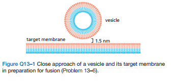 vesicle
target membrane
] 1.5 nm
Figure Q13-1 Close approach of a vesicle and its target membrane
in preparation for fusion (Problem 13-6).
