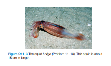 Figure Q11-3 The squid Loligo (Problem 11-10). This squid is about
15 cm in length.
