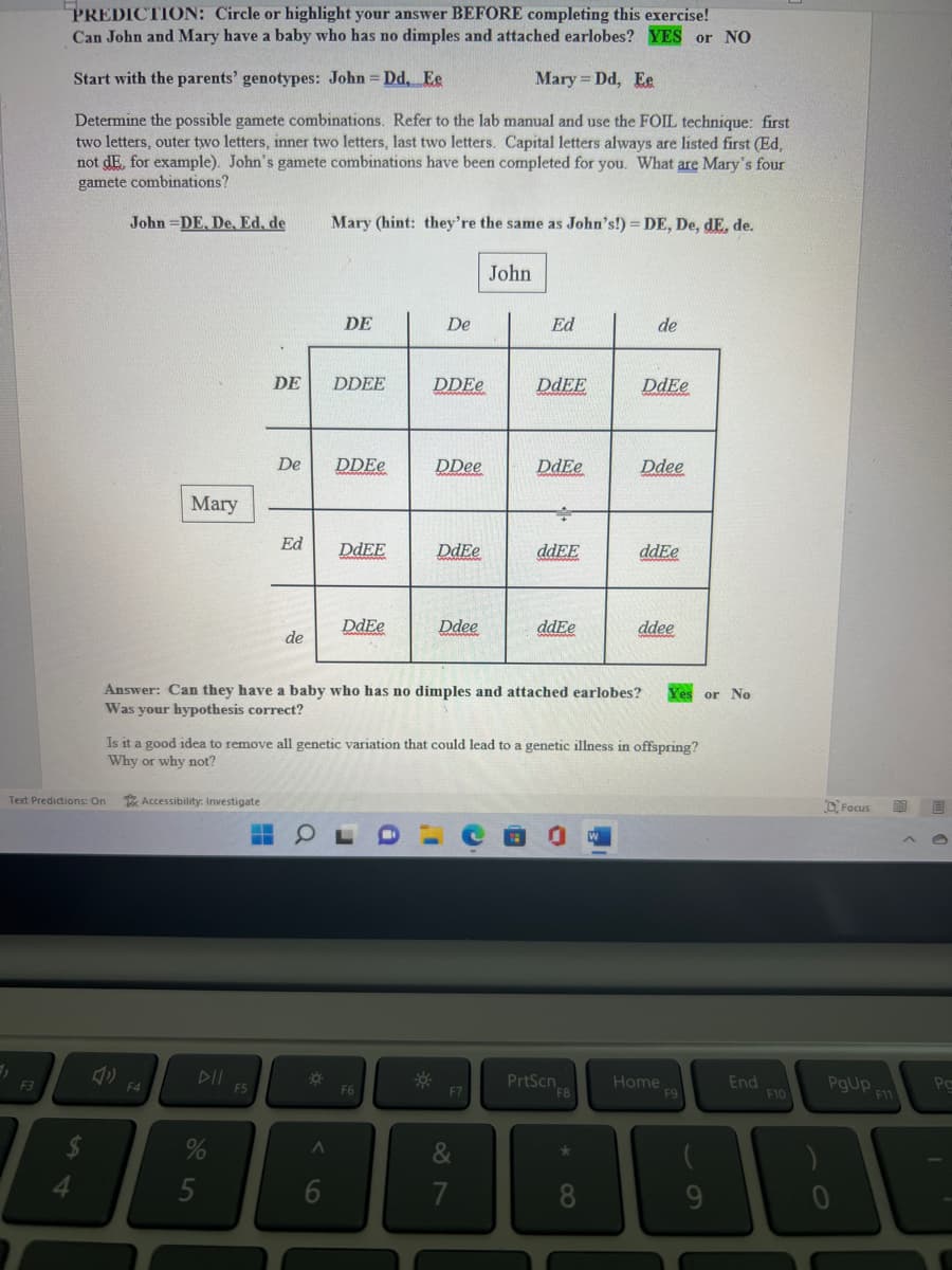 PREDICTION: Circle or highlight your answer BEFORE completing this exercise!
Can John and Mary have a baby who has no dimples and attached earlobes? YES or NO
Start with the parents' genotypes: John =Dd, Ee
Mary = Dd, Ee
Determine the possible gamete combinations. Refer to the lab manual and use the FOIL technique: first
two letters, outer two letters, inner two letters, last two letters. Capital letters always are listed first (Ed,
not dE, for example). John's gamete combinations have been completed for you. What are Mary's four
gamete combinations?
F3
Text Predictions: On
$
4
John DE, De, Ed, de
Mary
Accessibility: Investigate
F4
%
5
DE
F5
De
-
Ed
de
Mary (hint: they're the same as John's!) = DE, De, dE, de.
DE
A
DDEE
6
DDEe
DdEE
wwwwwwww
DdEe
OFDL
De
DDEe
F6
DDee
DdEe
Ddee
Answer: Can they have a baby who has no dimples and attached earlobes? Yes or No
Was your hypothesis correct?
John
Is it a good idea to remove all genetic variation that could lead to a genetic illness in offspring?
Why or why not?
F7
Ed
&
7
DdEE
DdEe
ddEE
ddEe
PrtScn
F8
*
de
8
DdEe
www
W
Ddee
ddEe
ddee
Home
F9
9
End
F10
Focus
PgUp,
F11
00 E
Pa