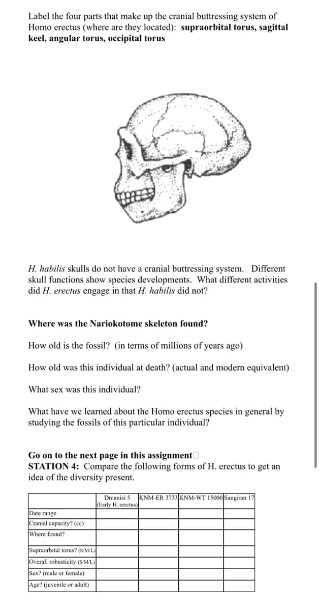 Label the four parts that make up the cranial buttressing system of
Homo erectus (where are they located): supraorbital torus, sagittal
keel, angular torus, occipital torus
H. habilis skulls do not have a cranial buttressing system. Different
skull functions show species developments. What different activities
did H. erectus engage in that H. habilis did not?
Where was the Nariokotome skeleton found?
How old is the fossil? (in terms of millions of years ago)
How old was this individual at death? (actual and modern equivalent)
What sex was this individual?
What have we learned about the Homo erectus species in general by
studying the fossils of this particular individual?
Go on to the next page in this assignment
STATION 4: Compare the following forms of H. erectus to get an
idea of the diversity present.
Date range
Cranial capacity? (cc)
Where found?
Supraorbital torus? (S/M/L)
Overall robusticity (S/M/L)
Sex? (male or female)
Age? (juvenile or adult)
Dmanisi 5
(Early H. erectus)
KNM-ER 3733 KNM-WT 15000 Sangiran 17