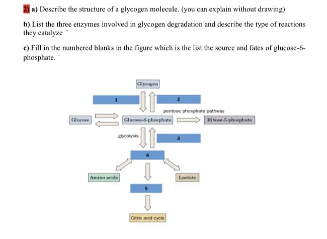 a) Describe the structure of a glycogen molecule. (you can explain without drawing)
b) List the three enzymes involved in glycogen degradation and describe the type of reactions
they catalyze
c) Fill in the numbered blanks in the figure which is the list the source and fates of glucose-6-
phosphate.
Glycogen
pentose phosphate pathway
Glucose-6-phosphate
Ribose-G-phosphate
Glucose
glycolysis
3
Amino acida
|Lactate
Citric acid cycle
