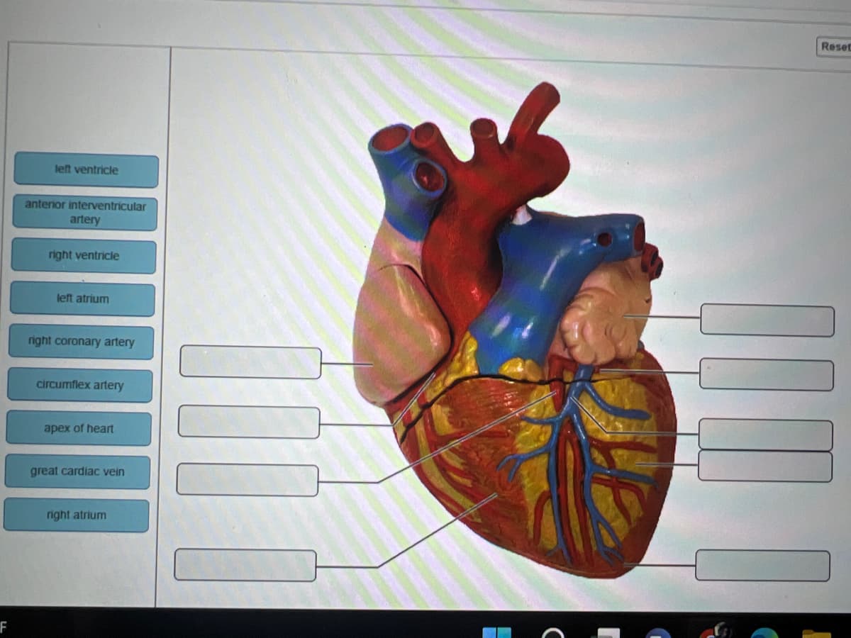 left ventricle
anterior interventricular
artery
right ventricle
left atrium
right coronary artery
circumflex artery
apex of heart
great cardiac vein
right atrium
Reset
mou