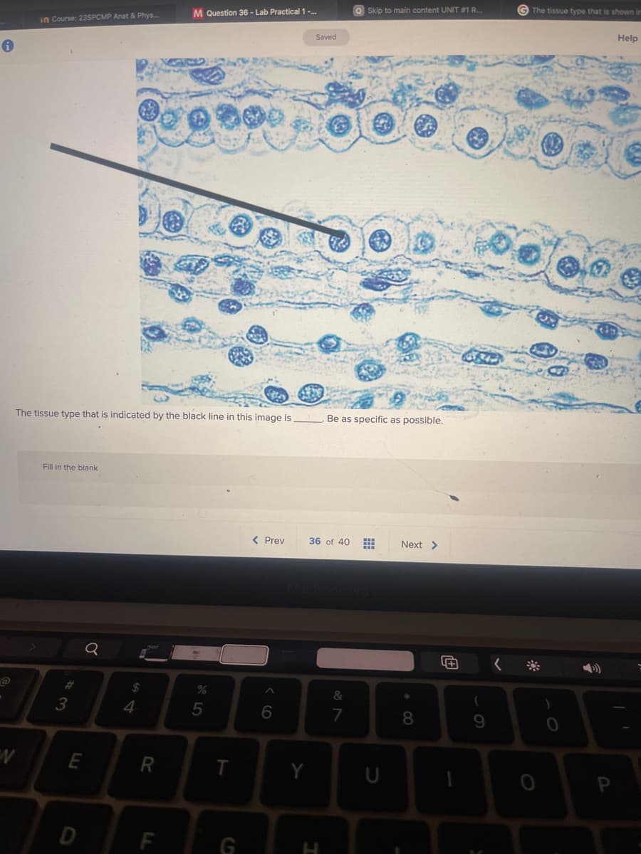 i
in Course: 23SPCMP Anat & Phys...
N
The tissue type that is indicated by the black line in this image is
Fill in the blank
#3
Q
E
$
4
R
M Question 36-Lab Practical 1 -...
F
%
5
T
G
< Prev
6
Y
Saved
36 of 40
T
Be as specific as possible.
QSkip to main content UNIT #1 R...
&
7
U
Next >
* 0
8
4+
1949
9
The tissue type that is shown im
)
0
Help