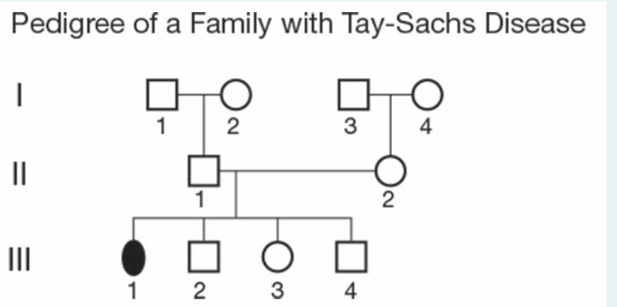 Pedigree of a Family with Tay-Sachs Disease
1
2
3
4
2
II
1 2
3
4
-
