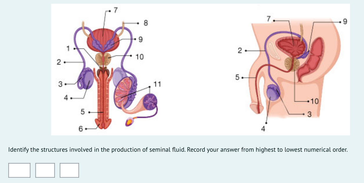 7
8
7.
9.
9
2.
10
2
5-
3•
11
4.
10
5.
6
4
Identify the structures involved in the production of seminal fluid. Record your answer from highest to lowest numerical order.
